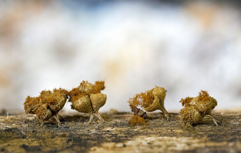 Air and CO2: managing them better to safeguard crops